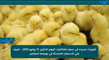 تغيرات جديدة في سعر الكتاكيت اليوم الاثنين 21 يوليو 2025.. تعرف على الأسعار المحدثة في بورصة الدواجن